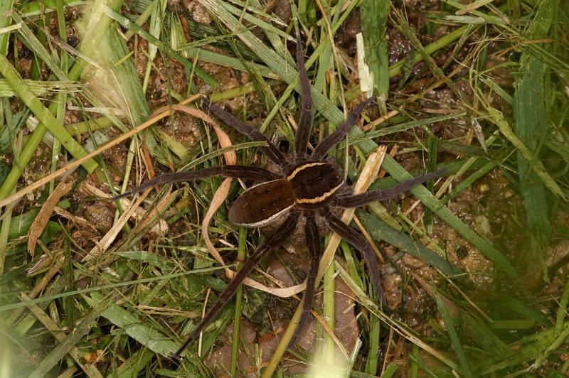 Dolomedes_fimbriatus_D5086_Z_88_Canal du Nivernais_Frankrijk.jpg